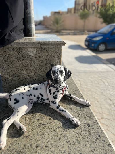 Dalmatian