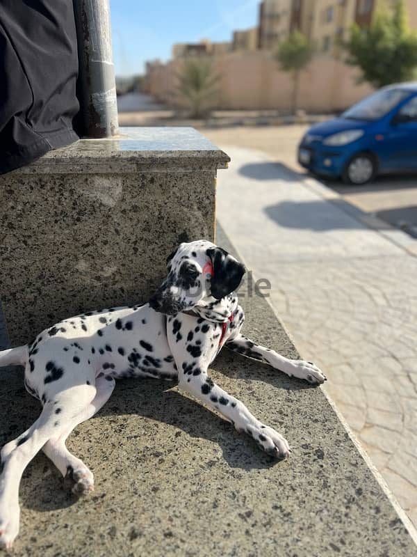 Dalmatian 1