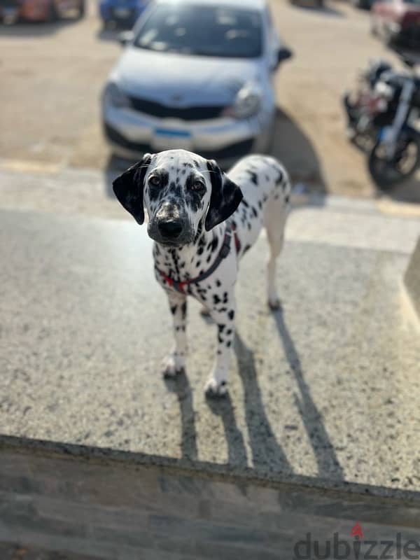 Dalmatian 2