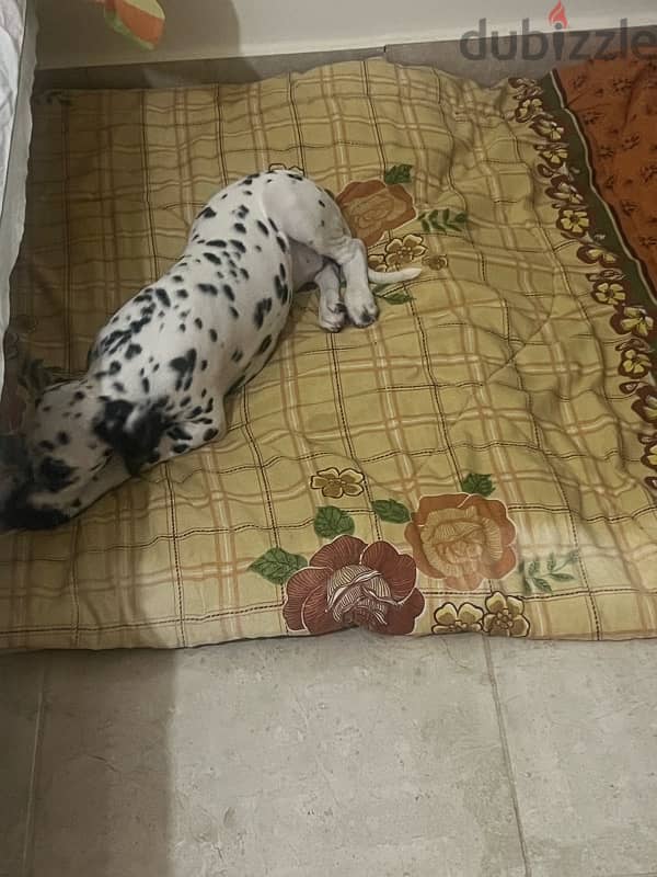 Dalmatian 3