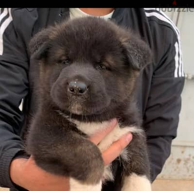 . جراوي اميريكان اكيتا عمر ٤٠ يوم American akita puppuies top quality.