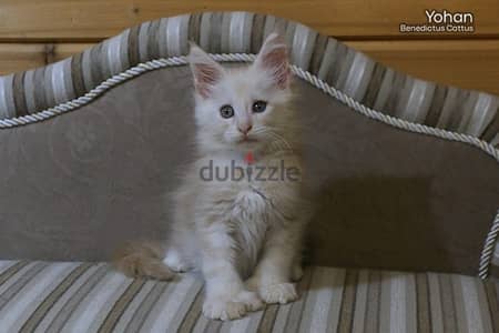 imported maine coon kittens from best breeders in Europe