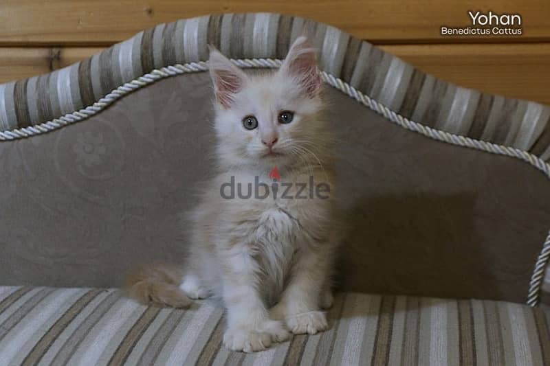 imported maine coon kittens from best breeders in Europe 0