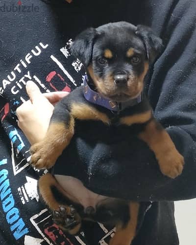 للبيع نتايه rottweiler شهرين مستوي عالي أهالي ابطال