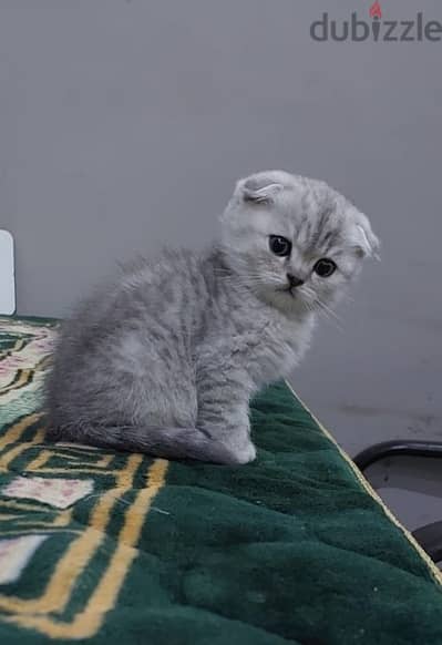 Scottish fold kitten