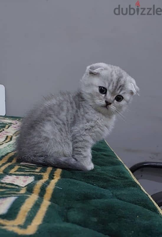 Scottish fold kitten 0