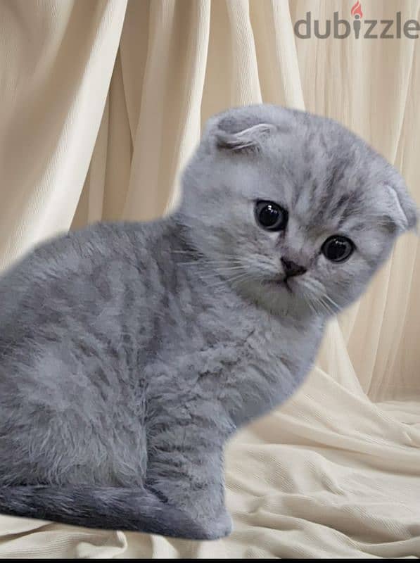 Scottish fold kitten 1