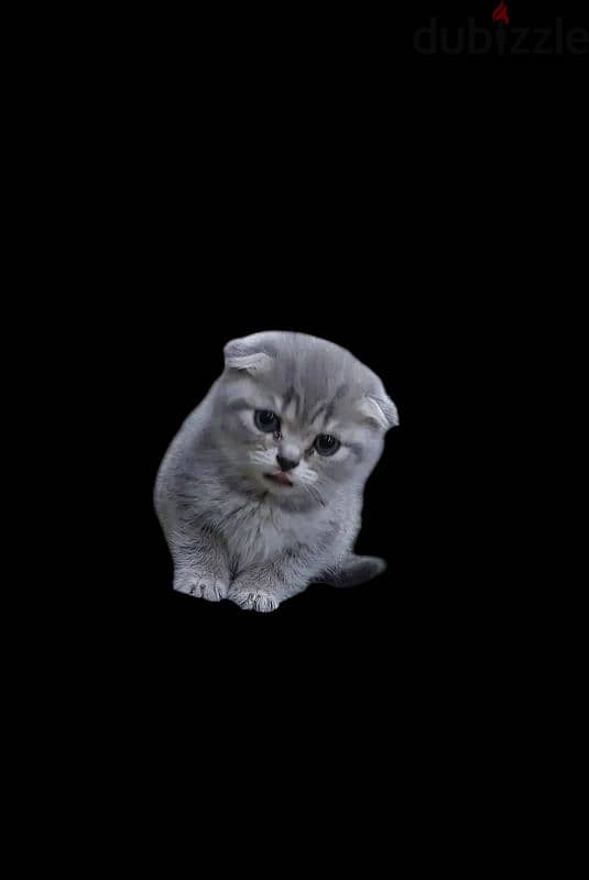 Scottish fold kitten 2