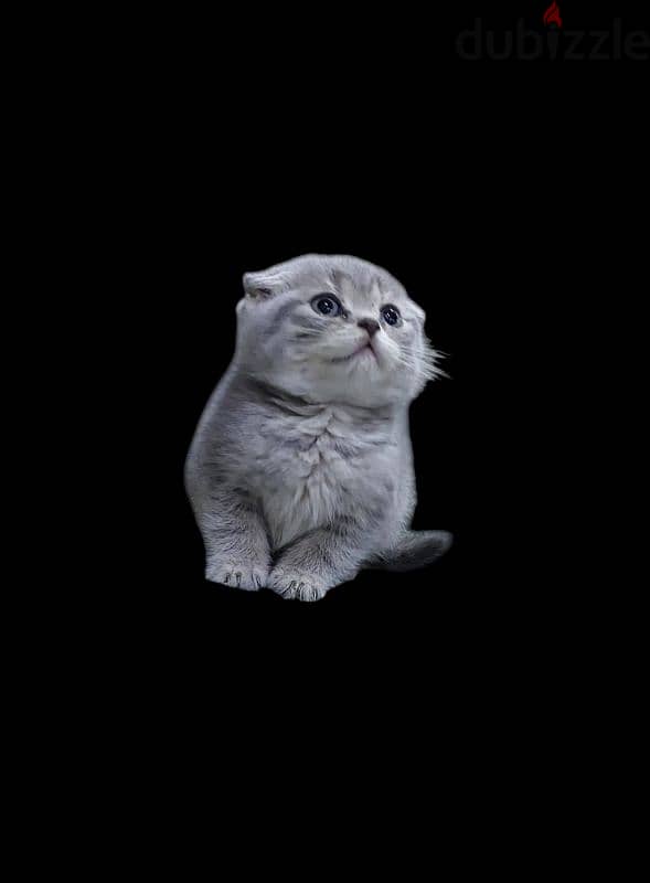 Scottish fold kitten 3