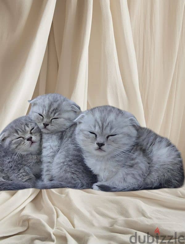 Scottish fold kitten 5