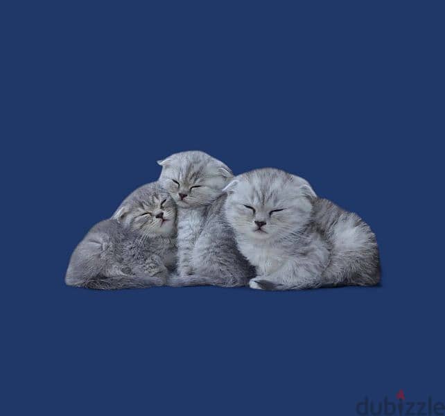 Scottish fold kitten 6