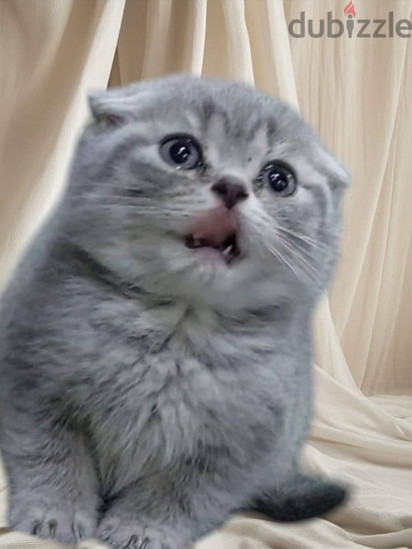 Scottish fold kitten 7