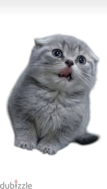 Scottish fold kitten 8