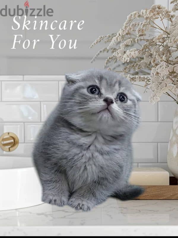 Scottish fold kitten 9