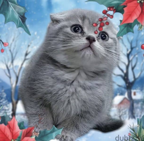 Scottish fold kitten 10