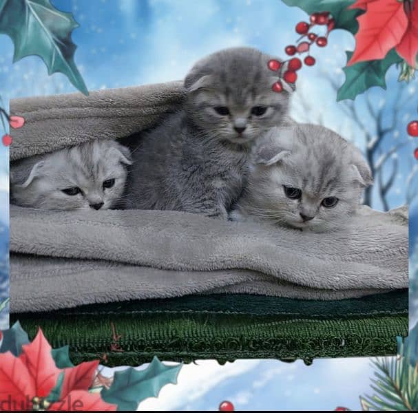 Scottish fold kitten 11