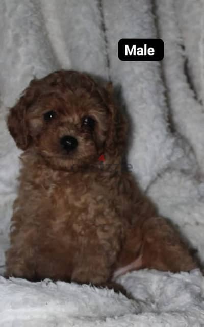 Toy Poodle puppies