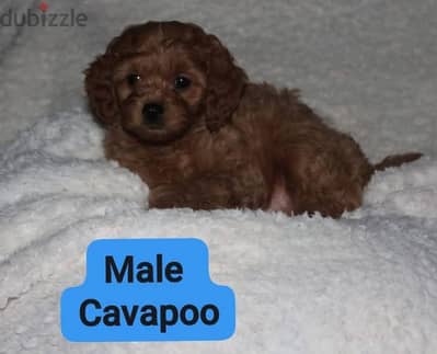 Toy Poodle , Cavapoo