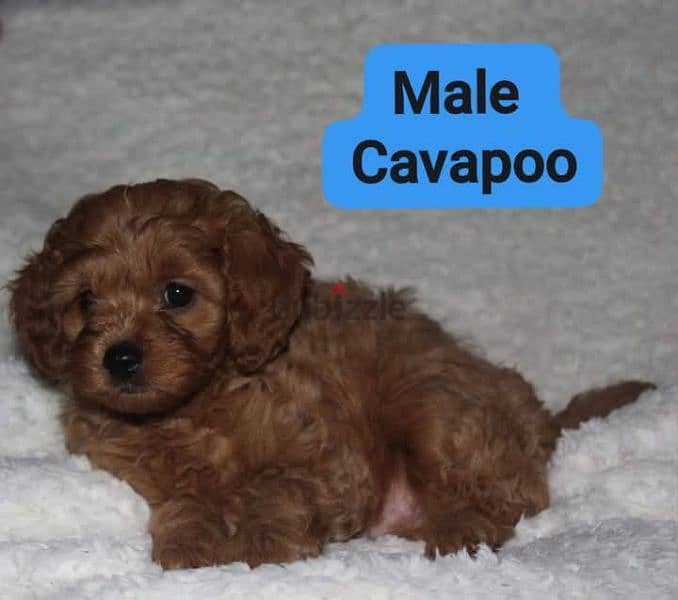 Toy Poodle , Cavapoo 1