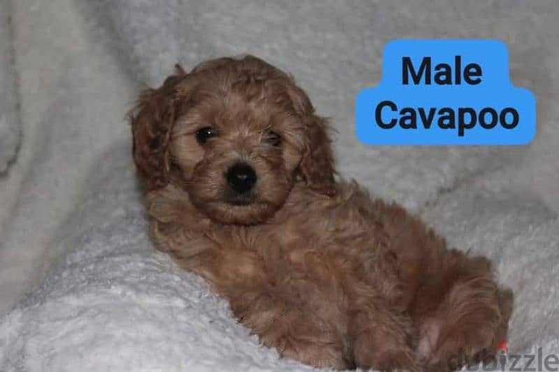 Toy Poodle , Cavapoo 2