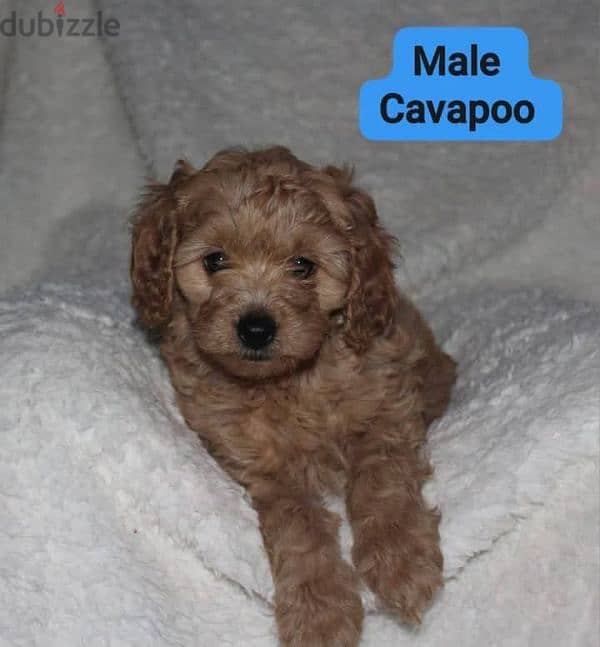 Toy Poodle , Cavapoo 3