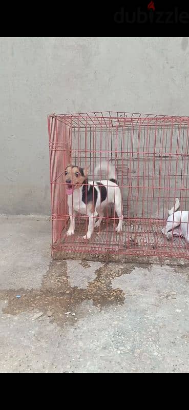 جاك راسل jack Russell