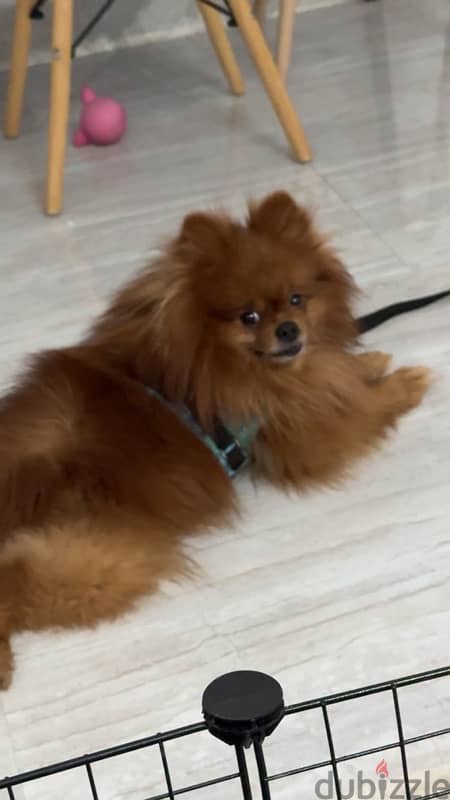 بومارنين Pomeranian for sale 1