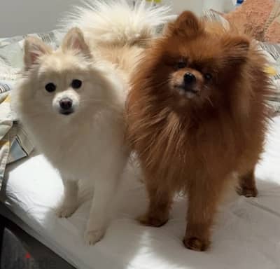 بومارنين Pomeranian for sale