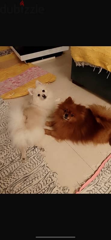 بومارنين Pomeranian for sale 2