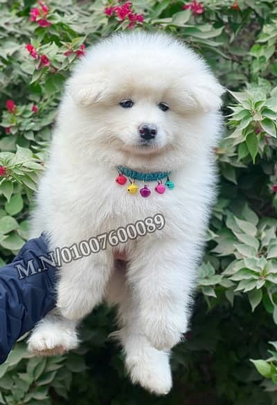 جراوي سامويد Samoyed puppies pure