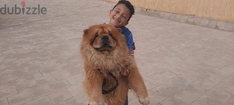 أجمل ولد تشاو شاو للجواز Male chow for Mating 2