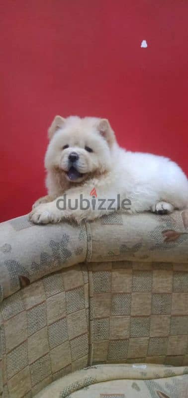 أجمل ولد تشاو شاو للجواز Male chow for Mating 4