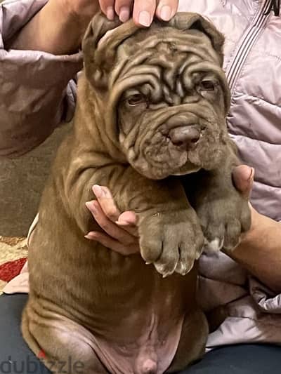 gorgeous mastino puppy boy from Russia