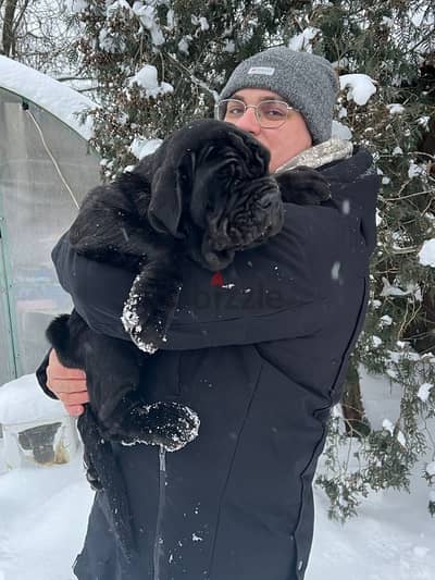 Neapolitan mastiff mastino napoletano