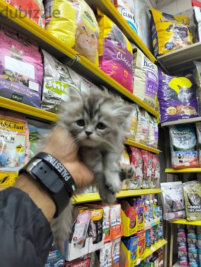 pet's Mega Store