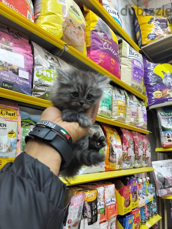 pet's Mega Store 1