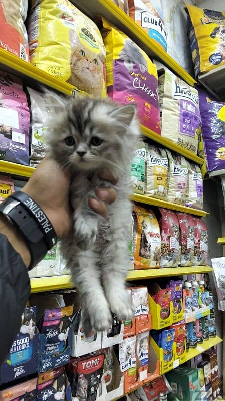 pet's Mega Store 3