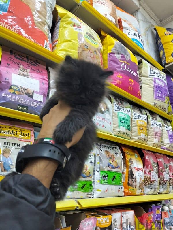 pet's Mega Store 4