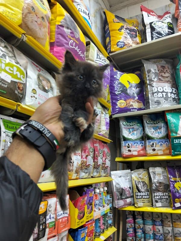 pet's Mega Store 5