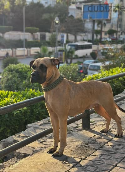 cane corso كين كورسو