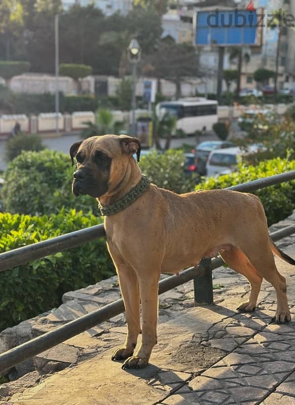 cane corso كين كورسو 0