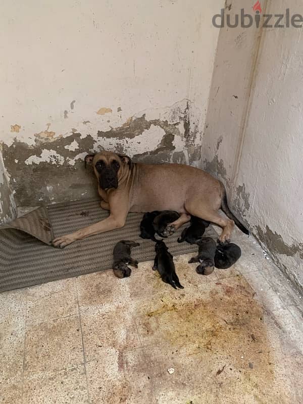 cane corso كين كورسو 4