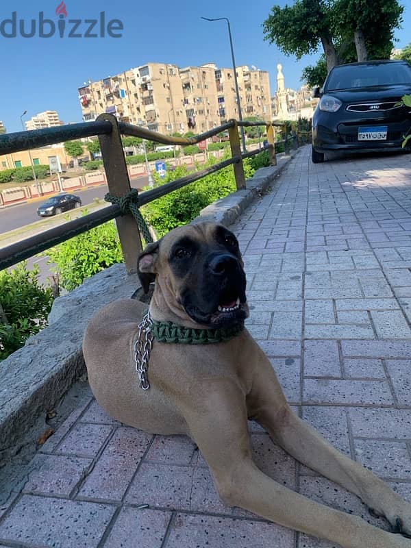 cane corso كين كورسو 6