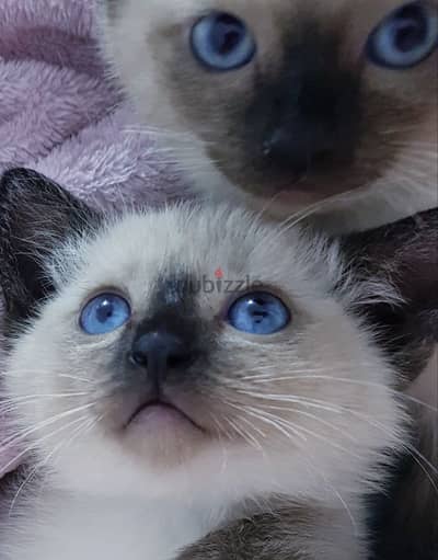 purebred siamese kitten سيامي قطط كيتن سیامی