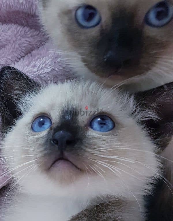 purebred siamese kittens سيامي قطط سیامی 0