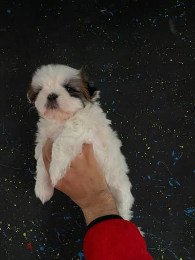 pure ShihtZu puppy