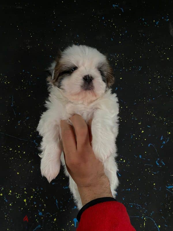 pure ShihtZu puppy 1