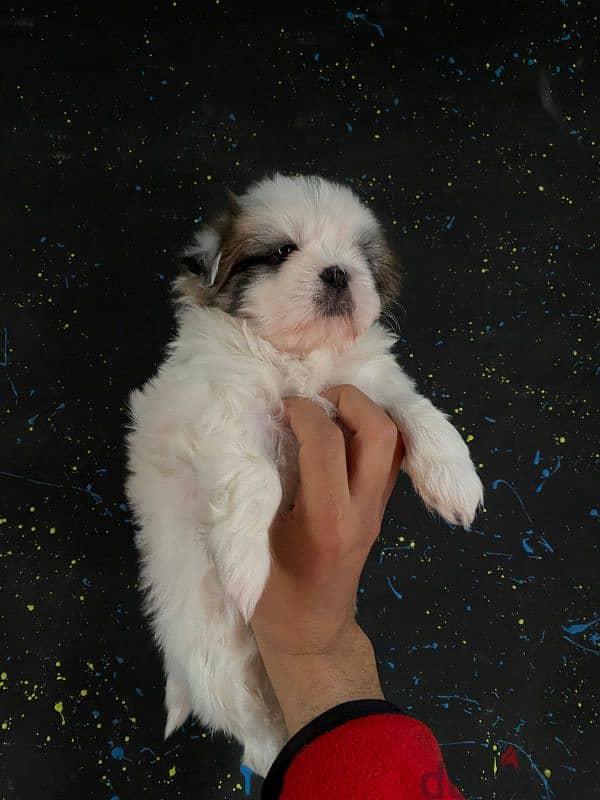 pure ShihtZu puppy 2