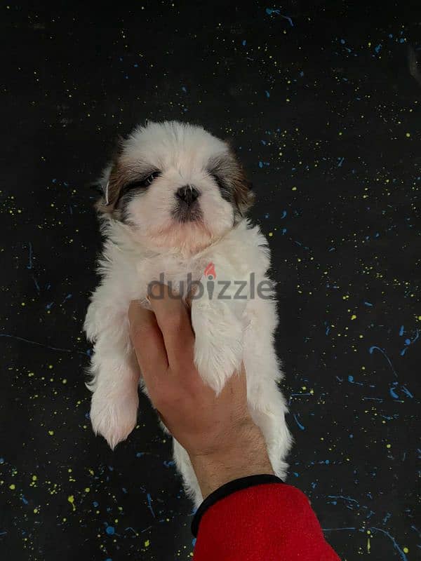 pure ShihtZu puppy 3