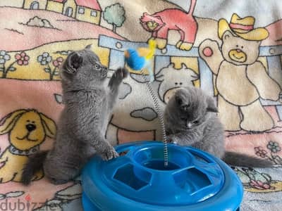 Scottish fold kittens